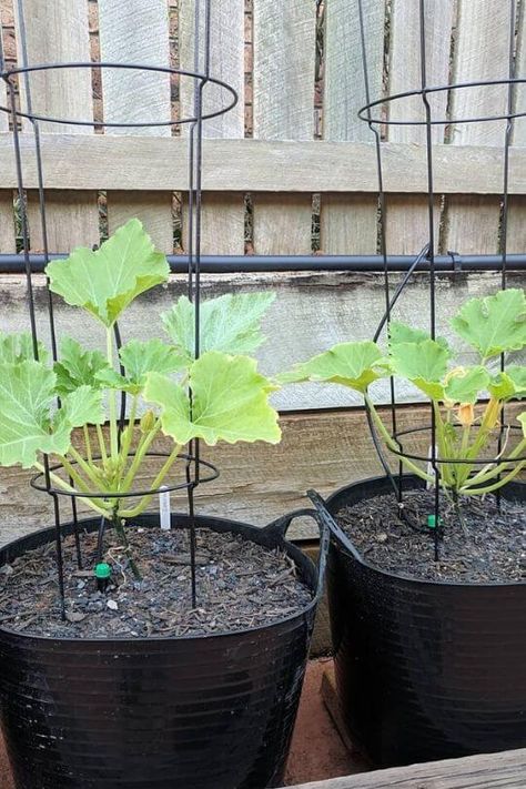 Growing Vegetables In Containers Ideas, Vegetable Gardening In Pots, Growing In Pots And Containers, Best Way To Grow Zucchini, Potted Zucchini Plant, Growing Zucchini In A Pot, How To Grow Zucchini In A Pot, Planting Zucchini In Pots, How To Grow Zucchini In A Container