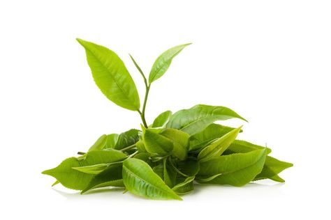 EGCG TEA as anti histamine..green tea leaf isolated on white background Dao Enzyme, Diamine Oxidase, Natural Antihistamine, Green Tea Leaf, Stop Acid Reflux, Fermented Tea, Mast Cell, Tea Plant, Perfect Cup Of Tea