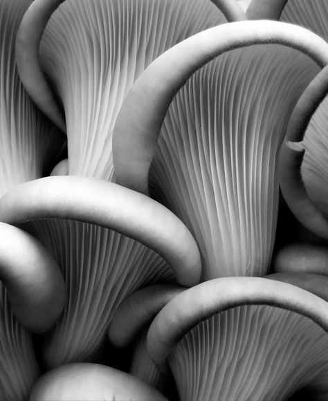 Beautiful Mushrooms, Forest Hills New York, Macro Photography Nature, Photography Ideas At Home, Artsy Photography, Forest Hills, Outdoor Food, Sylvia Plath, Workplace Design