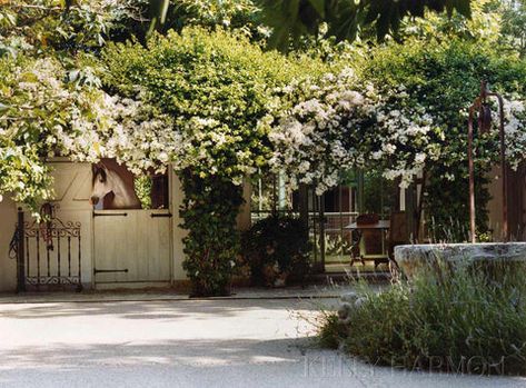 White Bouganvilla, Dream Horse Barns, French Interior Design, Lush Lawn, Garden Shrubs, Dream Barn, Barn Design, Horse Barns, Horse Stables