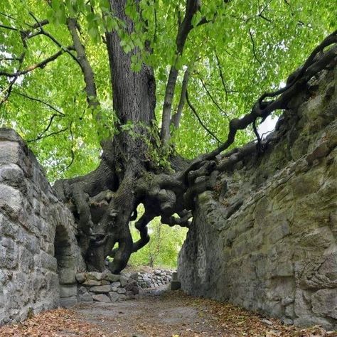 Weird Trees, Tree Growing, Linden Tree, Tree Spirit, Old Trees, Old Tree, Unique Trees, Tree Roots, Nature Tree