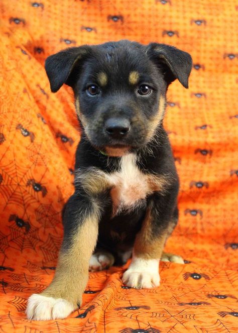 Glam - Rottweiler & Australian Shepherd mix Rottweiler Mix Puppies, Shepherd Mix Puppies, Dogs Ideas, German Dog Breeds, Dogs Tips, Puppy Photography, Shepherd Mix Dog, Rottweiler Mix, Rottweiler Lovers