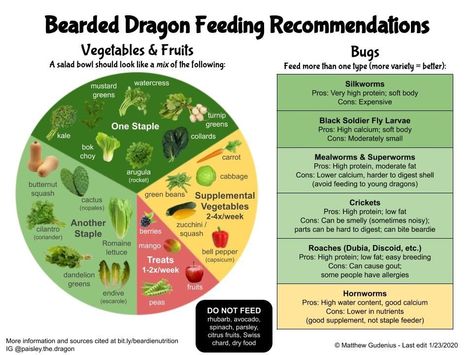 Bearded dragon salad 🥗 Updated what to feed your dragon chart based on healthy plate nutrition. Food items should be dusted with Calcium with D3 and reptile vitamins. Bearded Dragon Salad, Dragon Chart, Bearded Dragon Feeding, Bearded Dragon Food List, Dragon Food, Bearded Dragon Diy, Bearded Dragon Terrarium, Bearded Dragon Enclosure, Bearded Dragon Food