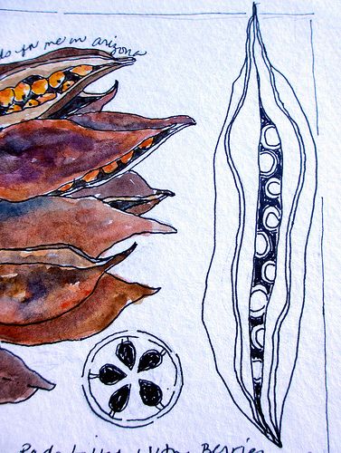 pods! Seed Pods Art, Jane Lafazio, Seed Art, Nature Art Drawings, Nature Sketch, Paper Collage Art, My Sketchbook, Art Courses, Art Pens