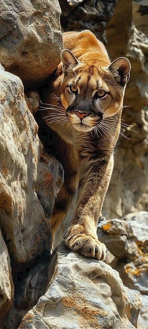 Big Cats Photography, Mountain Lions, Wild Animals Photography, Wild Animals Pictures, Exotic Cats, Animals Photography, Big Cats Art, Cats Photography, Mountain Lion