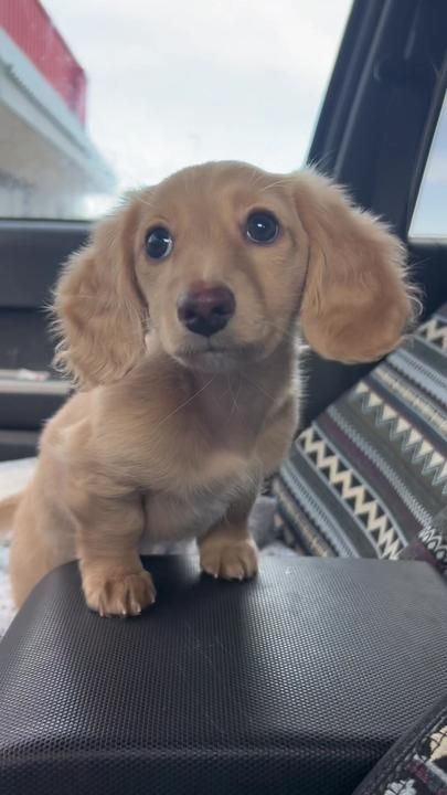 Princess Nellie on TikTok Long Hair Daushound, Mini Golden Daschund, Weiner Dog Puppies, Winnie Dogs, Puppy Mom, Harness Dog, Dog Mommy, Very Cute Puppies, Cute Dogs Images