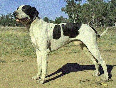 What is a bull arab and why hunt with them? - Black Dog Outfitters Bull Arab Dog, Bully Dogs, American Pitbull, Bully Dog, Hunting Dog, Wolf Pictures, A Bull, English Bull Terriers, American Staffordshire Terrier