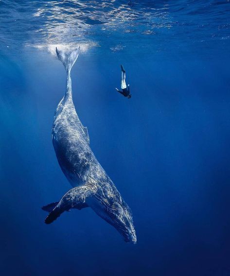 Whales Nation on Instagram: “Diving with a gentle giant 😍 How small does this make you feel? 🐋 . 💙 Like and Save! . 🐳 Share with someone that should see this! . 📷 By:…” Whale Pictures, Whale Illustration, Nikon D850, Save The Whales, Beautiful Sea Creatures, Whale Art, Humpback Whale, Blue Whale, Ocean Creatures