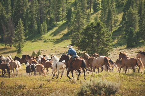 320 Guest Ranch
Gallatin Gateway, Montana Custer Battlefield, Montana Cowboy, Ranch Montana, Big Timber, Cape Town Wedding, Yellowstone River, Virginia City, Montana State, Guest Ranch