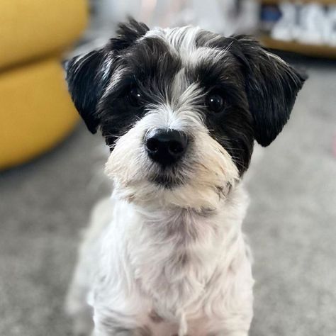 20 Uniquely Adorable Shih Tzu Mixes You Should Consider For Your Next Pet | Teacup Dog Daily Black And White Shih Tzu Haircuts, Black And White Shih Tzu, White Shih Tzu, Black Shih Tzu, Shih Tzu Haircuts, Jack Russell Mix, Teacup Dog, Shih Tzu Puppies, Doggie Treats