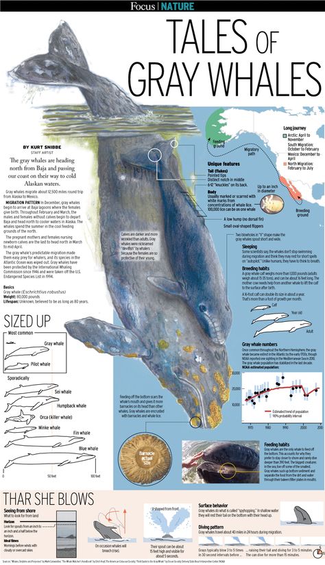 Whales - Gray whales Migrating - California - OCR - Curated: John McLaughlin, Master Day Trading Coach -  http://DayTradersWin.com - Day Trading Stocks, NEW School Whale Migration, Science Infographics, Animal Infographic, John Mclaughlin, Invest In Stocks, Scientific Poster, Trading Stocks, Zestaw Ikon, Gray Whale