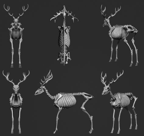 ArtStation - Red Deer - Anatomy Study, Dulce Isis Segarra López Deer Skeleton Drawing, Deer Monster, Deer Anatomy, Deer Bones, Deer Skeleton, Bone Anatomy, Metal Illustration, Deer Ears, Felting Tutorial