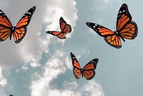 mariposas hermosas Butterflies, Laptop