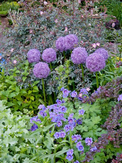 Purple and Blue Plant Combo with Allium, Geranium, and Rosa glauca Rosa Glauca, Japanese Barberry, Late Summer Flowers, Hardy Geranium, Blue Plants, Types Of Roses, Shrub Roses, Herbaceous Perennials, Sun And Water