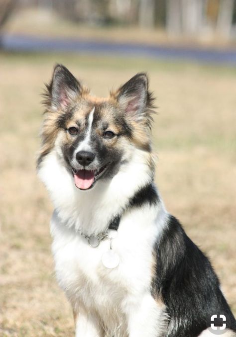 All Cat Breeds, Dogs Photos, Icelandic Sheepdog, Dog List, Cute Dog Photos, Dog Lady, Puppies And Kitties, Purebred Dogs, Nalu