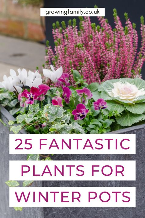 Best winter plants for pots: 25 stunning low maintenance plants - Growing Family Autumn Winter Planter Ideas, Front Garden Pot Ideas, Winter Outside Decor Pots & Planters, Plant Arrangements Outdoor Flower Pots, Winter Plant Pot Ideas, Winter Flowers For Pots, Winter Garden Containers, Potted Plants On Porch, Autumn Balcony Plants