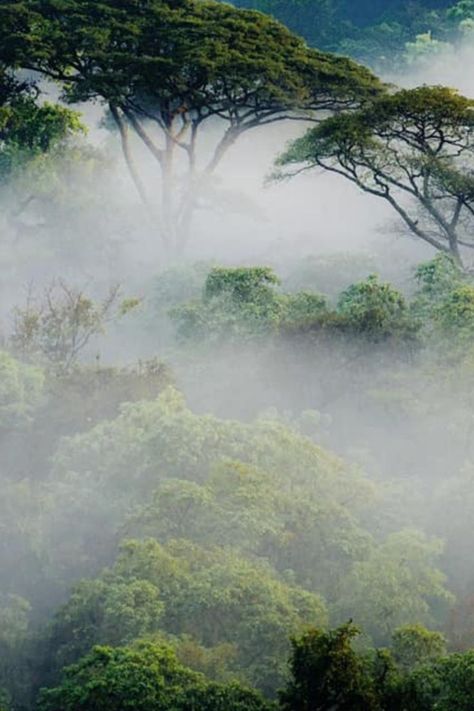 𝐘𝐚𝐲𝐲𝐨𝐨 𝐂𝐨𝐟𝐟𝐞𝐞 𝐅𝐨𝐫𝐞𝐬𝐭, Oromia region, Ethiopia. Coffee Ethiopia, African Countries, Ethiopia, Tourism, Forest, Coffee