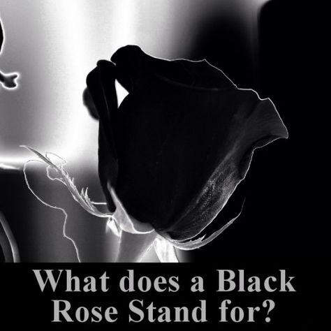 Rose Colors And Meanings, Rose Meaning Color, Roses Symbolism, Black Roses, Black Rose Meaning, Black Rose Symbolism, Meaning Of The Name Rose, Rose Color Meanings, Rose Meaning