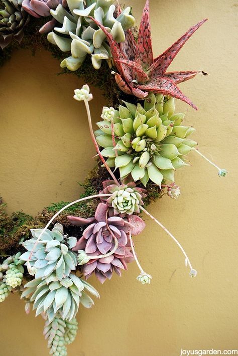 living succulent wreath Succulent Diy Ideas, Living Wreaths, Succulent Wreaths, Succulent Wreath Diy, Succulent Care Tips, Succulent Propagation, Succulent Diy, Living Wreath, Paper Dahlia