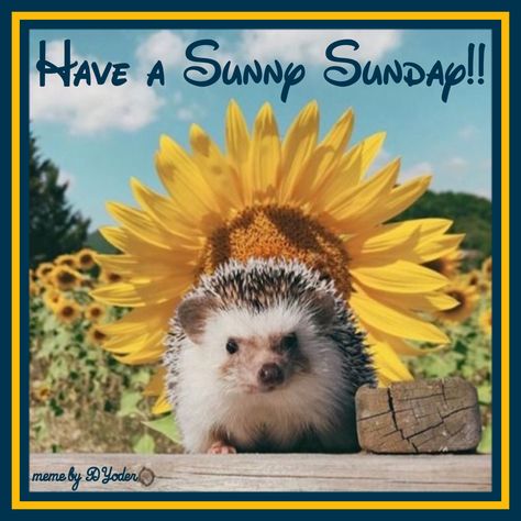 Have a Sunny Sunday!! Hedgehog with Sunflower Hedgehog Pet, A Hedgehog, Söt Katt, Baby Animals Pictures, Cute Hedgehog, Super Cute Animals, Cute Animal Photos, Cute Creatures, Animal Photo