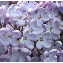 Lilac Absolute Oil Lilac Essential Oil, Make Beauty, Natural Home, Chemical Free, Lilac, Essential Oils, Lavender, Flowers, Beauty