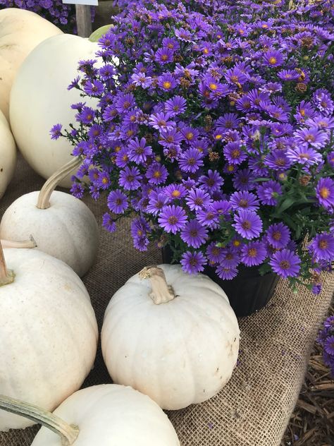 Purple Fall Aesthetic, Greenhouse And Garden, Autumn Purple, Fall Landscaping, Purple Mums, White Mums, Fall Purple, Purple Pumpkin, Fall Front Porch Decor