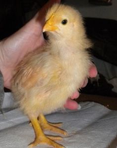 Weekly Progression – Buff Orpingtons | PreppinWolf Buff Orpingtons, Buff Orpington Chickens, Buff Orpington, Backyard Chicken Farming, Who's Who, Urban Homesteading, Chicken Farm, Chickens Backyard, Outdoor Projects