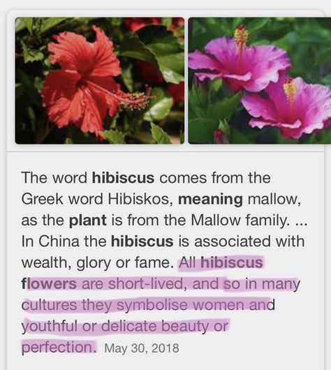 Theres more meaning to a hibiscus flower than one thinks. Hibiscus Flower Tattoo Meaning, Meaning Of Hibiscus Flower, Hibiscus Tattoo Meaning, Hibiscus Flower Quotes, Hibiscus Quotes, Hibiscus Meaning, Hibiscus Spiritual Meaning, Hibiscus Flower Bouquet, Hibiscus Flower Spiritual Meaning