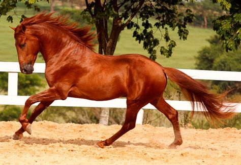 The Lusitano Collection Lustiano Horses, Lusitano Horse, Horse Coat Colors, Horse Galloping, Types Of Horses, Andalusian Horse, Most Beautiful Horses, Most Beautiful Animals, Chestnut Horse