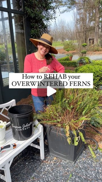 This works well for both Kimberly queen ferns and bostons!!! 💚💚💚 | Instagram Boston Fern Indoor, Oasis Decor, Fern Planters, Diy Landscaping Ideas, Picturesque Garden, Indoor Ferns, Potted Ferns, Ferns Care, Spring Planter