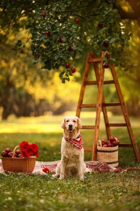 Spring Photoshoot With Dog, Dog Photoshoot Backdrop, Fun Dog Photoshoot, Summer Dog Photoshoot, Autumn Dog Photography, Dog Fall Photoshoot, Picnic With Dog, Willow Photoshoot, Pet Photoshoot Ideas