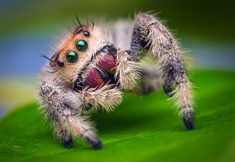 Jumping Spider, Spiders, Google Search