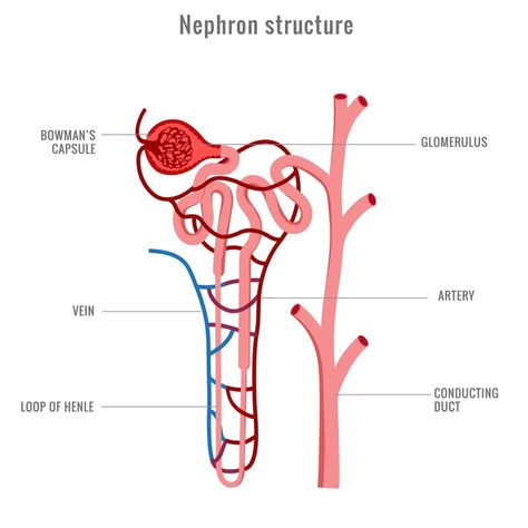 Structure Of Nephron Diagram, Nephron Diagram Easy, Structure Of Nephron, Nephron Diagram, Kidney Structure, Kidney Drawing, Kidney Nephron, Biology Diagrams, Heart Structure