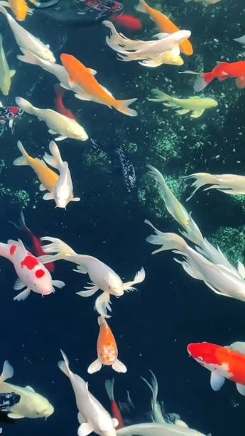 Koi goldfish have strong adaptability and can be kept in natural ponds. Ponds provide a natural environment, but may freeze in winter. Ponds should have moderate depth and width. Maintenance and equipment like filters are necessary for water quality. For more information, please check out our blog.#goldfish #koigoldfish #tank #fishtank#filter #aquariumfilter Koi Fish Colors, Natural Ponds, Aquarium Live Wallpaper, Fish Tank Themes, Live Fish Wallpaper, Fish Gallery, Wild Animal Wallpaper, Iphone Dynamic Wallpaper, Glittery Wallpaper