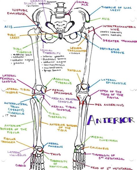 Bony Landmarks, Anatomi Dan Fisiologi, Med Notes, Radiology Student, Foot Anatomy, Medicine Notes, Basic Anatomy And Physiology, Nurse Study Notes, Medical Student Study