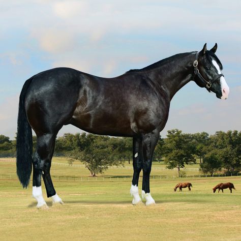 Black Quarter Horse, Aqha Stallion, Quarter Horse Stallion, Aqha Horses, Horse Markings, Horse Coat Colors, Painting Antique Furniture, Reining Horses, Stallion Horses