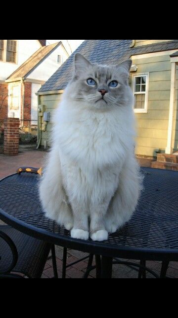 Blue lynx ragdoll Lynx Ragdoll, Mitted Ragdoll, Ragdoll Kittens, Ragdoll Cats, Ragdoll Kitten, Gorgeous Cats, Cats Funny, Fluffy Cat, Cat Person