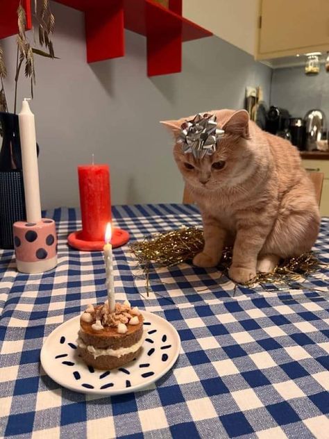 Cake For A Cat, Cats First Birthday Party, Cat Birthday Ideas For Cats, Pet Birthday Ideas Cat, Birthday Ideas For Cats, Birthday Party For Cat, Cat Birthday Cake For Cats, Birthday Cakes For Cats, Cats Birthday Cake