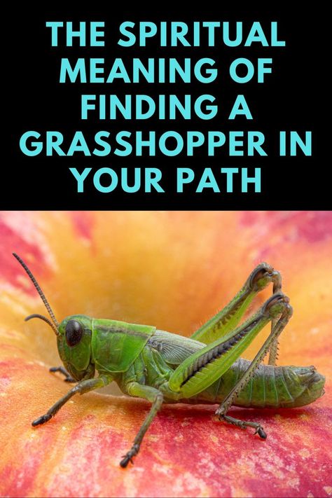 What is the spiritual meaning of finding a grasshopper in your path? Spirit Animal Meaning, Animal Meanings, Pagan Spirituality, Spiritual Animal, Animal Spirit Guides, Healthy Quotes, Meditation Prayer, Japan Photography, Animal Symbolism