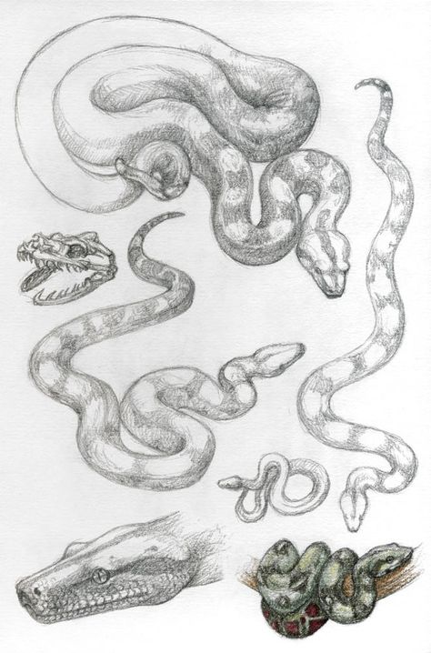 Constrictor Snake, Snake Drawing, Boa Constrictor, Snake Art, Animal Study, Desenho Tattoo, Animal Sketches, Art Studies, Drawing Techniques