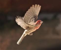 Finch Flying, Wild Birds Unlimited, House Finch, What Is A Bird, Rare Birds, Town Center, Birds Tattoo, In Flight, Wild Birds