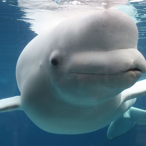 Beluga Whale Bulga Whale, Beluga Whale Aesthetic, Beluga Whale Wallpaper, Balooga Whale, Cute Beluga Whale, Baby Beluga, Mystic Aquarium, Whale Pictures, Beluga Whales