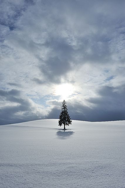 Tree on a Snow Hill, Biei, Hokkaido, Japan：beautiful villages Snow Hill, Lone Tree, Winter's Tale, Winter Magic, Winter Beauty, Snow Scenes, Winter Wonder, Winter Solstice, Jack Frost