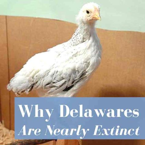 Heard of Delaware chickens? Did you know they’re fast headed for extinction? For a chicken breed that was developed in 1940, the Delaware Chicken has the potential to be one of the shortest-lived breeds out there. So what is this breed, and why are they on the edge of extinction? History of Delaware Chickens George […] Delaware Chickens, Largest Chicken Breed, Chicken George, Dust Bath For Chickens, Frizzle Chickens, Huge Chicken, Heritage Chickens, Chicken Mama, Day Old Chicks