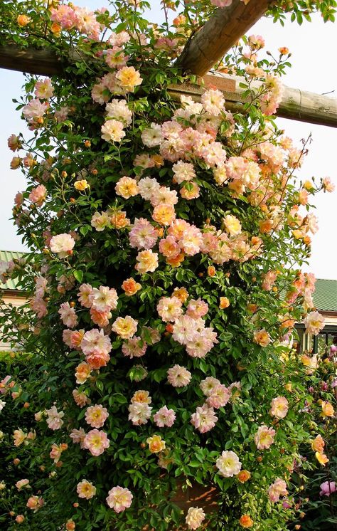 Rose Garden Landscape, Budget Home Decor, Rose Gardening, Style On A Budget, Rambling Rose, Strawberry Hill, Growing Roses, Budget Home, Climbing Roses