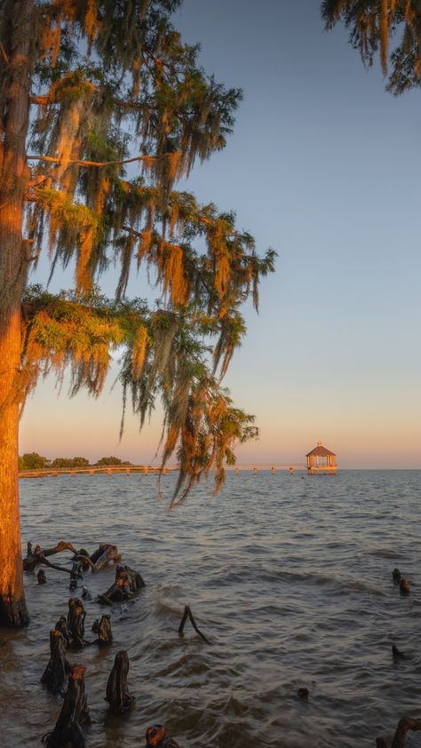 Bayou Wallpaper, Louisiana Aesthetic, Grand Isle Louisiana, Hammond Louisiana, Southern Aesthetic, Louisiana Bayou, Savannah Rose, Louisiana Travel, Louisiana Style