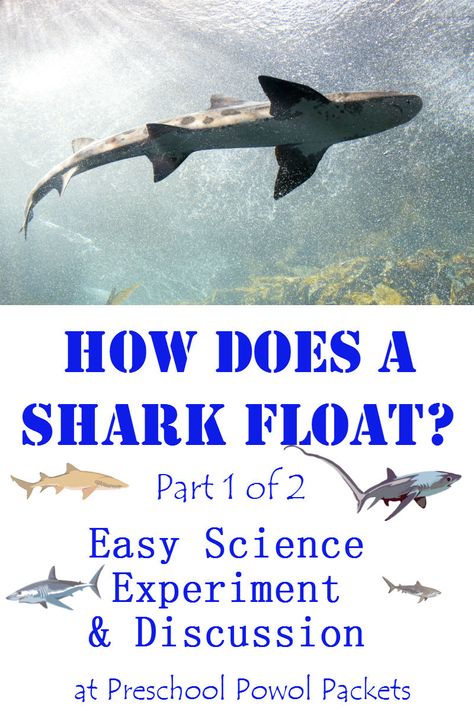 Quick and easy experiment that shows how shark fin shape helps sharks float! Fun for all ages: preschool, kindergarten, and older! Shark Float, Ocean Science Experiments, Preschool Ocean Theme, Preschool Ocean, Shark Activities, Ocean Theme Preschool, Ocean Unit, Ocean Science, Ocean Activities