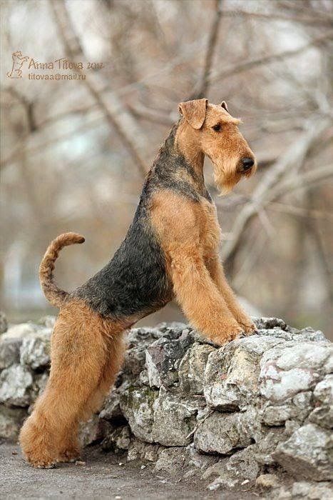 He is so lood looking airedale 😍 Airedale Dogs, Airedale Terriers, Lakeland Terrier, Welsh Terrier, Irish Terrier, Terrier Breeds, Purebred Dogs, Airedale Terrier, Large Dog Breeds