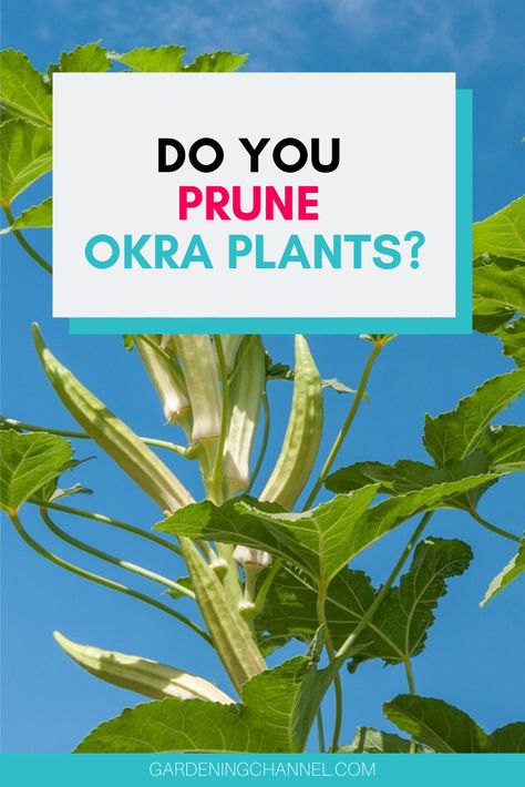 Try growing okra in your vegetable garden. Learn the benefits of pruning okra. Read more to discover when to top okra and trim okra leaves. #gardeningchannel #gardening #growingokra #vegetablegardening Growing Okra In Garden, Growing Okra, Okra Plant, Pruning Plants, Companion Gardening, Diy Raised Garden, Garden Veggies, Growing Tips, Growing Tomatoes