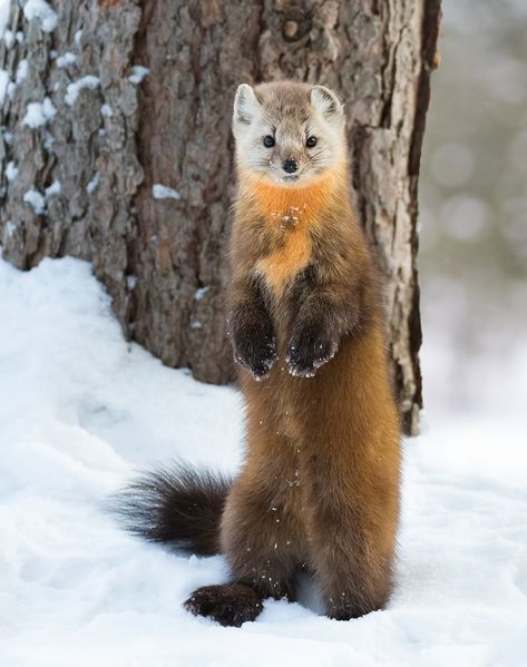 beautiful-wildlife:  “American Pine Marten by © Corey Hayes  ” Pine Martens, American Marten, Pine Marten, Beautiful Wildlife, Woodland Creatures, Animals Of The World, Sweet Animals, An Animal, Animal Photo